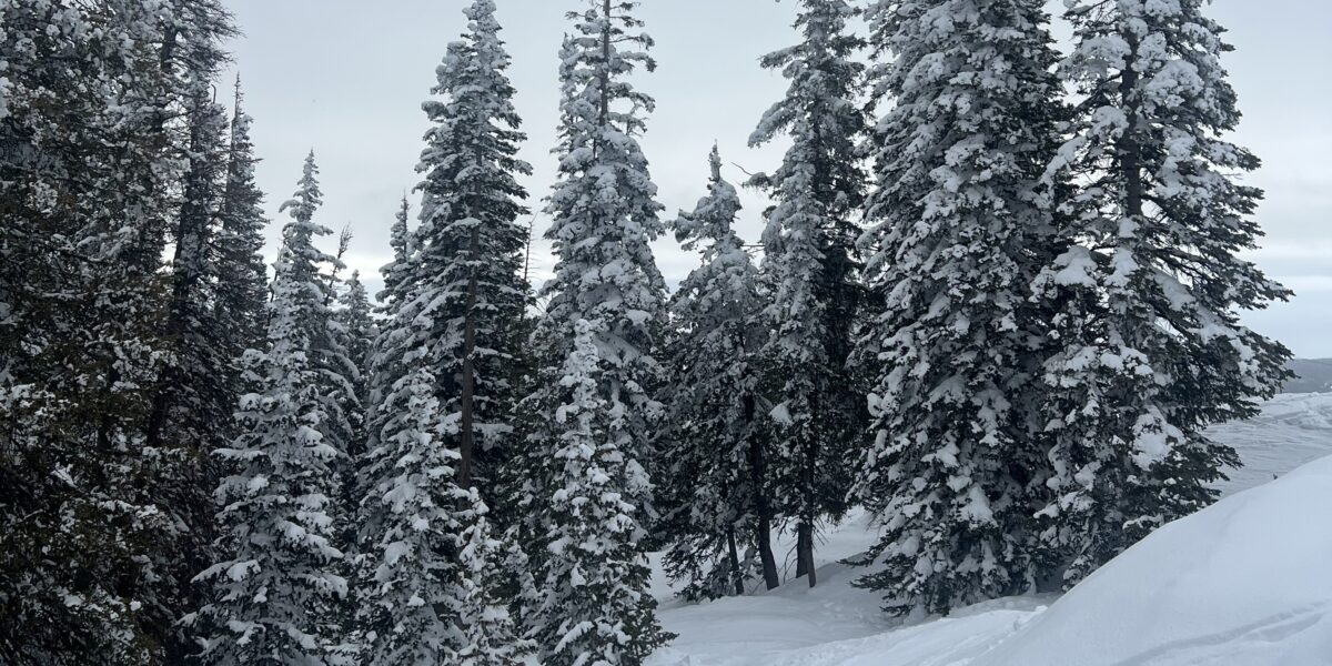 Steamboat Skiing Snowscene Snow Holiday Specialists