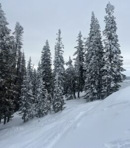 Steamboat Skiing Snowscene Snow Holiday Specialists