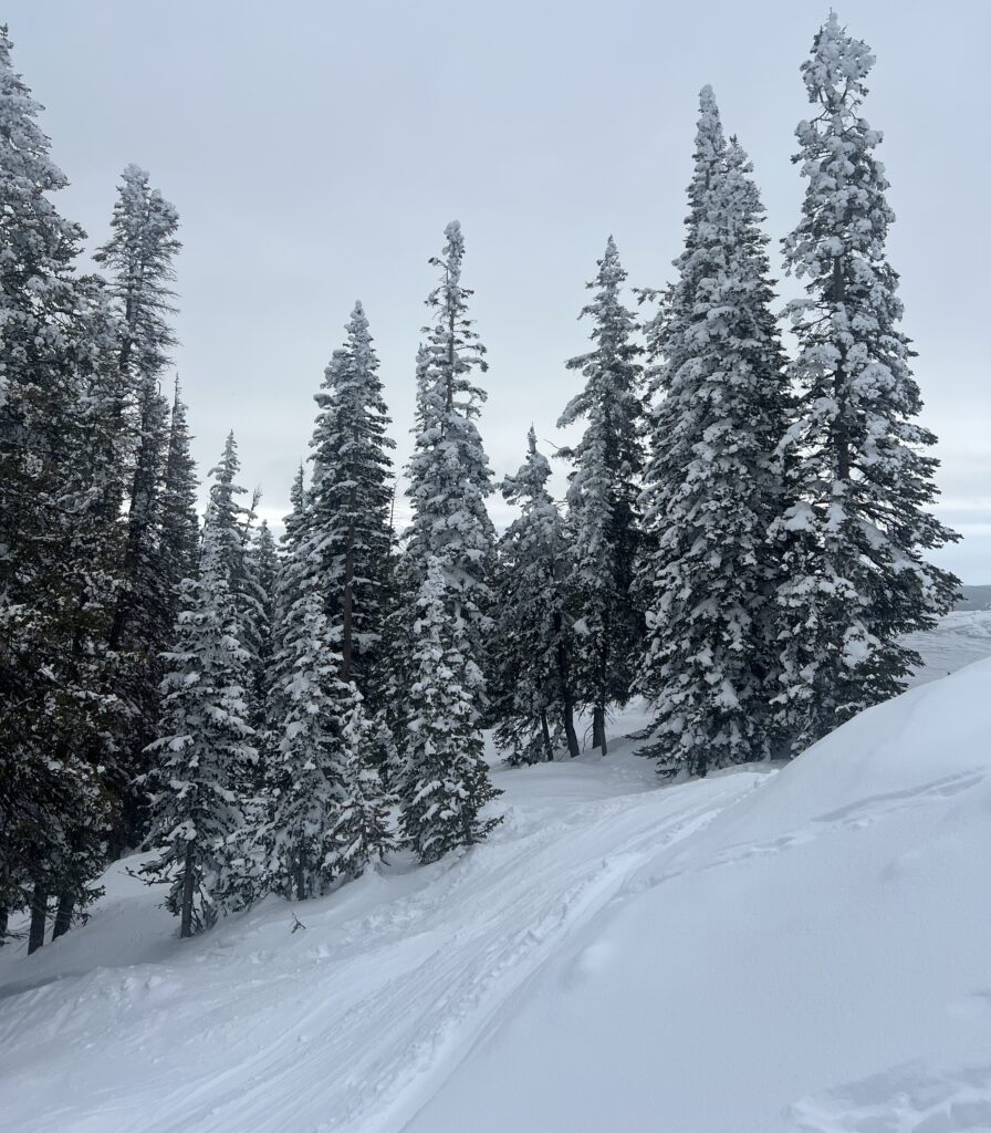Steamboat Skiing Snowscene Snow Holiday Specialists