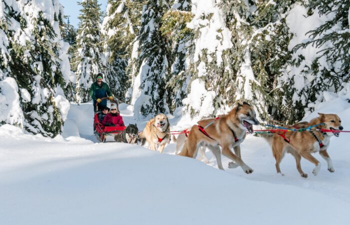 dog sledding sunpeaks resort snowscene luxury ski holiday travel agents