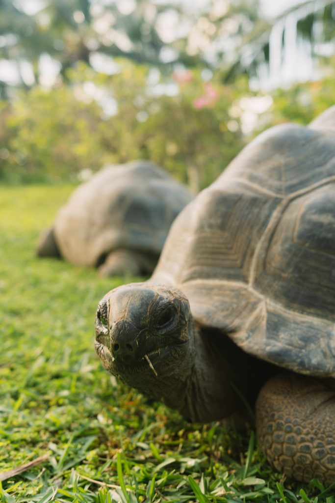 Club Med Seychelles resident tortoises on the lawn